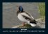 Enten 2026 Fotokalender DIN A4 - Bild 9