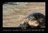 Schildkrötenzauber 2026 Fotokalender... - Bild 11