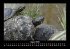 Schildkrötenzauber 2026 Fotokalender... - Bild 13