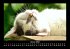 Für Katzenfreunde 2026 Fotokalender... - Bild 6
