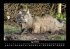 Für Katzenfreunde 2026 Fotokalender... - Bild 9