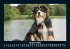 Hunde 2026 Fotokalender DIN A5 - Bild 13