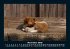 Hunde 2026 Fotokalender DIN A5 - Bild 4
