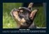 Hunde 2026 Fotokalender DIN A5 - Bild 5