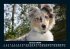 Hunde 2026 Fotokalender DIN A5 - Bild 6