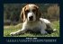 Hunde 2026 Fotokalender DIN A5 - Bild 7