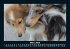 Hunde 2026 Fotokalender DIN A5 - Bild 8