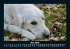 Hunde 2026 Fotokalender DIN A5 - Bild 10