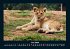 Löwen in der Wildnis 2026 Fotokalender... - Bild 11