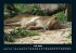 Löwen in der Wildnis 2026 Fotokalender... - Bild 12