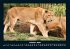 Löwen in der Wildnis 2026 Fotokalender... - Bild 3