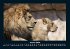 Löwen in der Wildnis 2026 Fotokalender... - Bild 6