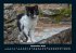 Für Katzenfreunde 2026 Fotokalender... - Bild 2