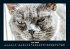 Für Katzenfreunde 2026 Fotokalender... - Bild 11