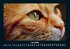 Für Katzenfreunde 2026 Fotokalender... - Bild 12