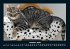 Für Katzenfreunde 2026 Fotokalender... - Bild 3