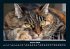Für Katzenfreunde 2026 Fotokalender... - Bild 6