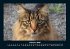 Für Katzenfreunde 2026 Fotokalender... - Bild 7