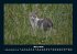 Für Katzenfreunde 2026 Fotokalender... - Bild 8