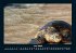 Schildkrötenzauber 2026 Fotokalender... - Bild 11