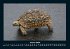 Schildkrötenzauber 2026 Fotokalender... - Bild 6