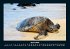 Schildkrötenzauber 2026 Fotokalender... - Bild 9