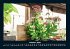 Blumen & Pflanzen 2026 Fotokalender DIN... - Bild 3