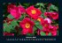 Blumen & Pflanzen 2026 Fotokalender DIN... - Bild 7