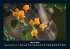 Blumen & Pflanzen 2026 Fotokalender DIN... - Bild 8
