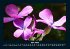 Blumen & Pflanzen 2026 Fotokalender DIN... - Bild 9