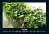 Blumen & Pflanzen 2026 Fotokalender DIN... - Bild 10