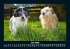 Hunde 2026 Fotokalender DIN A5 - Bild 12