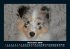 Hunde 2026 Fotokalender DIN A5 - Bild 4
