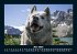 Hunde 2026 Fotokalender DIN A5 - Bild 10