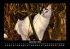Für Katzenfreunde 2026 Fotokalender... - Bild 2