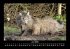 Für Katzenfreunde 2026 Fotokalender... - Bild 11