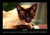 Für Katzenfreunde 2026 Fotokalender... - Bild 12
