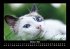 Für Katzenfreunde 2026 Fotokalender... - Bild 3