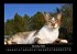 Für Katzenfreunde 2026 Fotokalender... - Bild 4