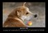 Der Hundekalender 2026 Fotokalender DIN... - Bild 2