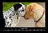 Der Hundekalender 2026 Fotokalender DIN... - Bild 13