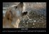 Der Hundekalender 2026 Fotokalender DIN... - Bild 6