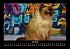 Für Katzenfreunde 2026 Fotokalender... - Bild 12