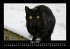 Für Katzenfreunde 2026 Fotokalender... - Bild 13