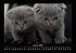 Für Katzenfreunde 2026 Fotokalender... - Bild 6