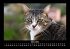 Für Katzenfreunde 2026 Fotokalender... - Bild 8