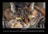 Für Katzenfreunde 2026 Fotokalender... - Bild 9