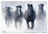 Pferde in freier Natur (Wandkalender... - Bild 7