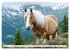 Pferde in freier Natur (Tischkalender... - Bild 12