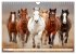 Pferde in freier Natur (Wandkalender... - Bild 13